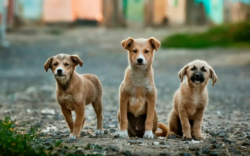 History of Domesticated Animals How Domestication Changed Animal Behavior and Anatomy