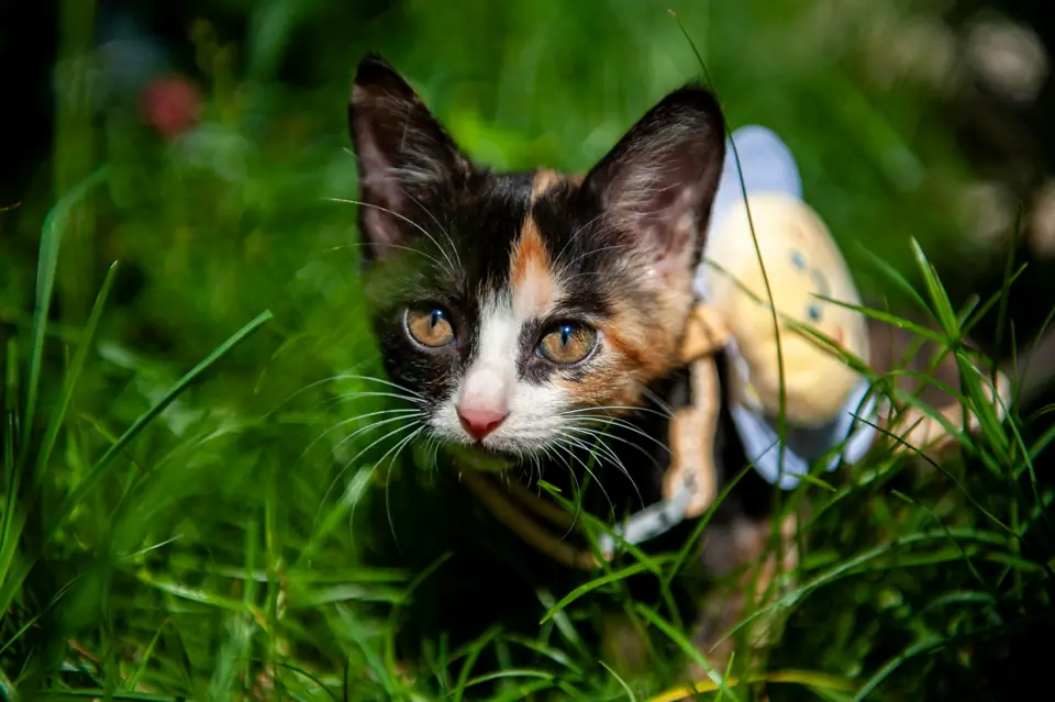 History of Domesticated Animals Introduction