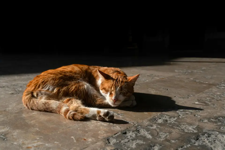 History of Domesticated Animals Modern Perspectives and Future Trends in Domestication