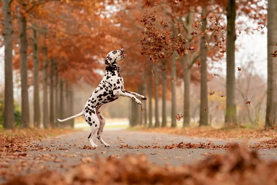 History of Domesticated Animals The Impact of Domestication on Human Society