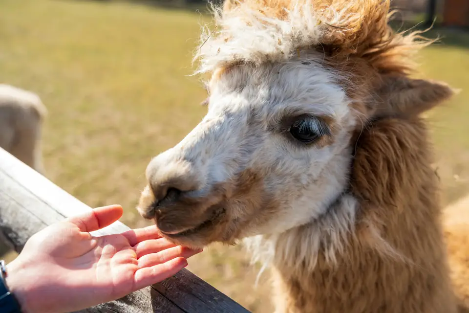 History of Domesticated Animals The Process of Domestication From Wild to Tame