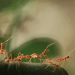 Insect Societies Featured Image
