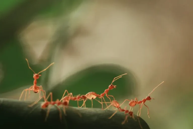 Insect Societies: Mini Societies with Mighty Impact