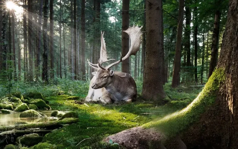 Irish Elk: The Mystery of Prehistoric Giants