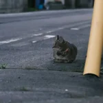 Urban Wildlife Featured Image