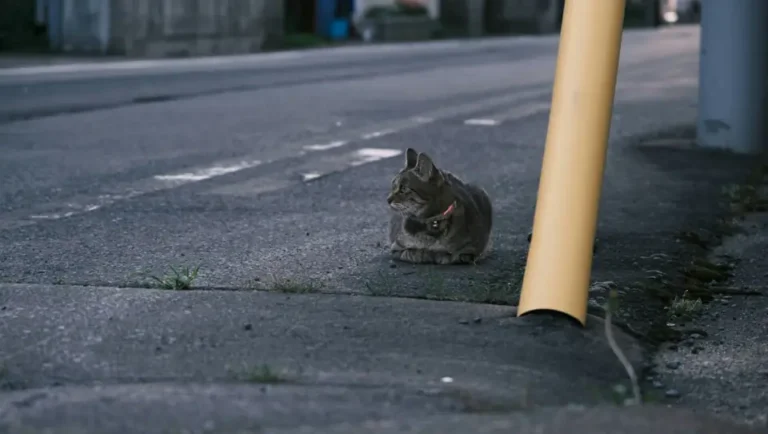 Urban Wildlife: Thriving in the Concrete Jungle