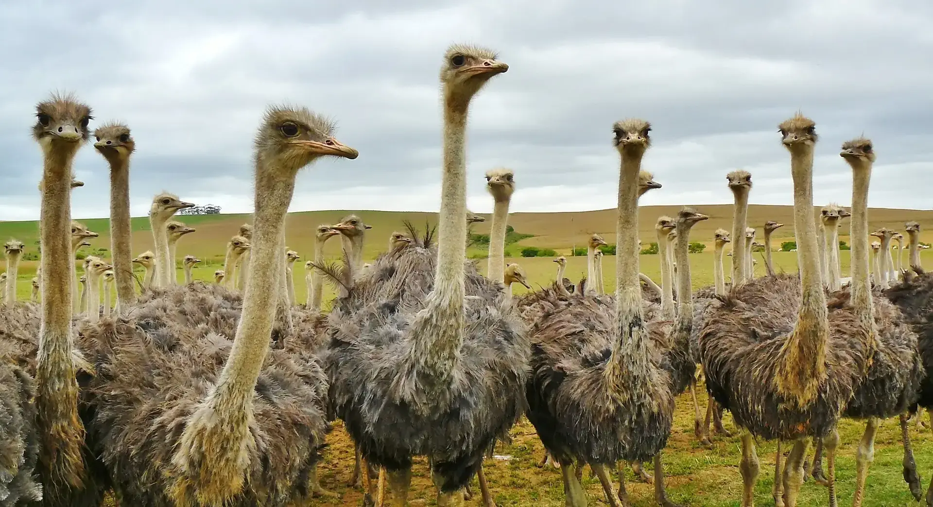 Category Image Birds