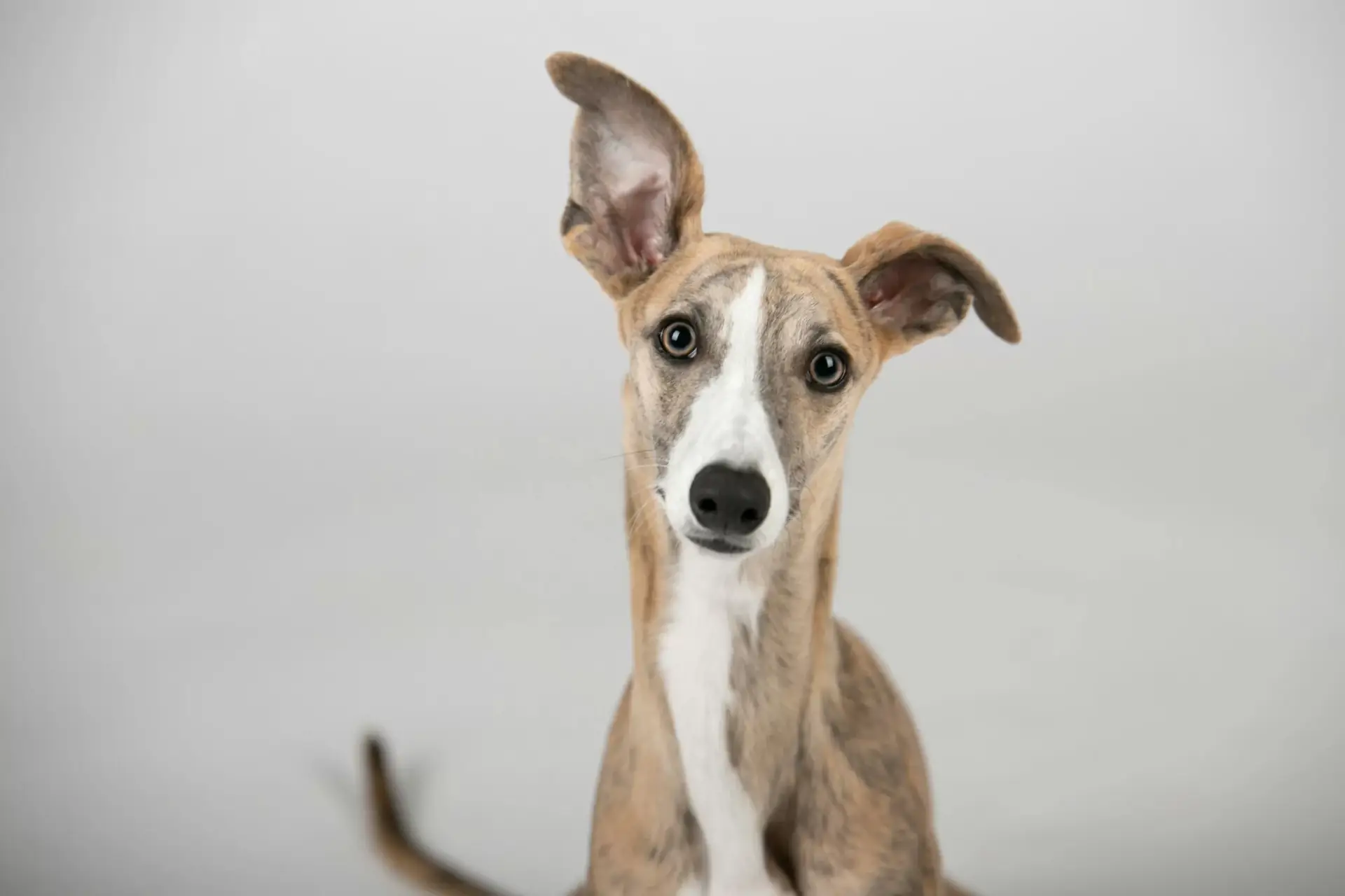 Category Image Dogs