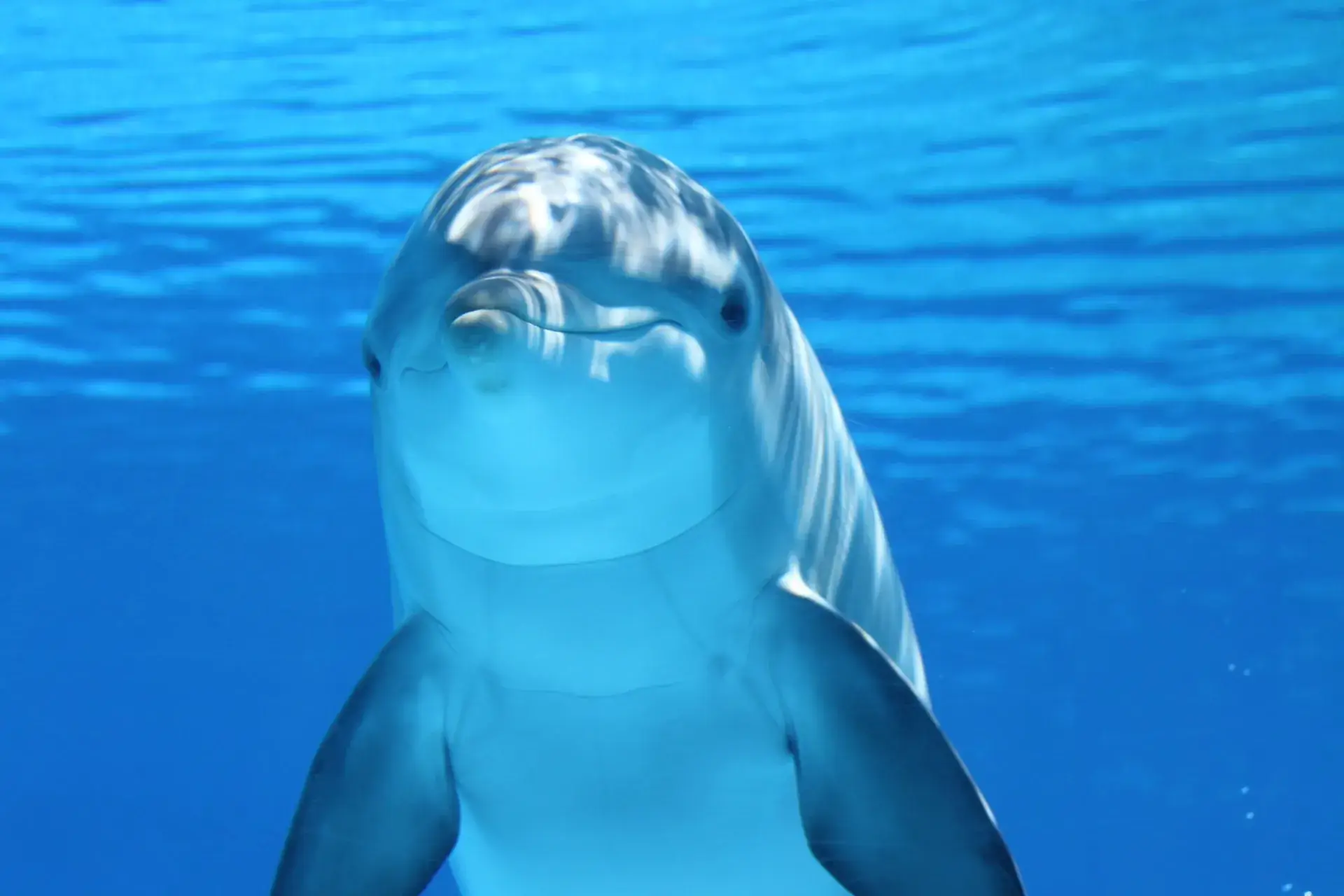 Category Image Fish