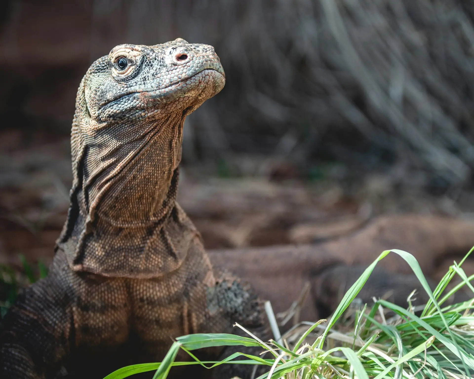 Category Image Reptiles