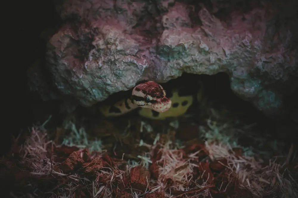 Ball Python in terrarium setup