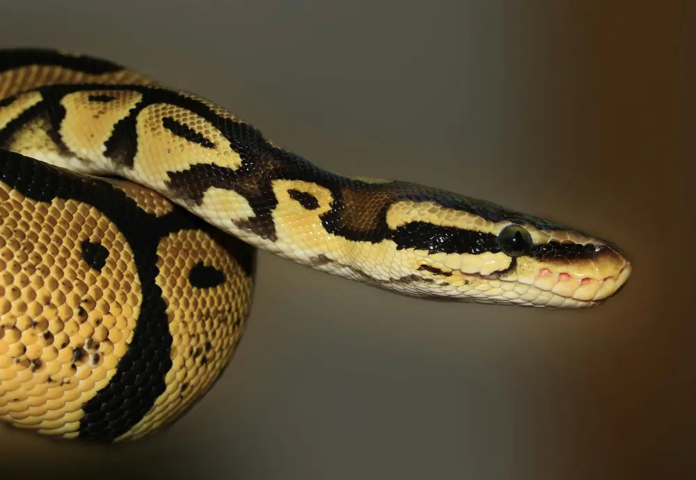 Ball Python looking at the camera