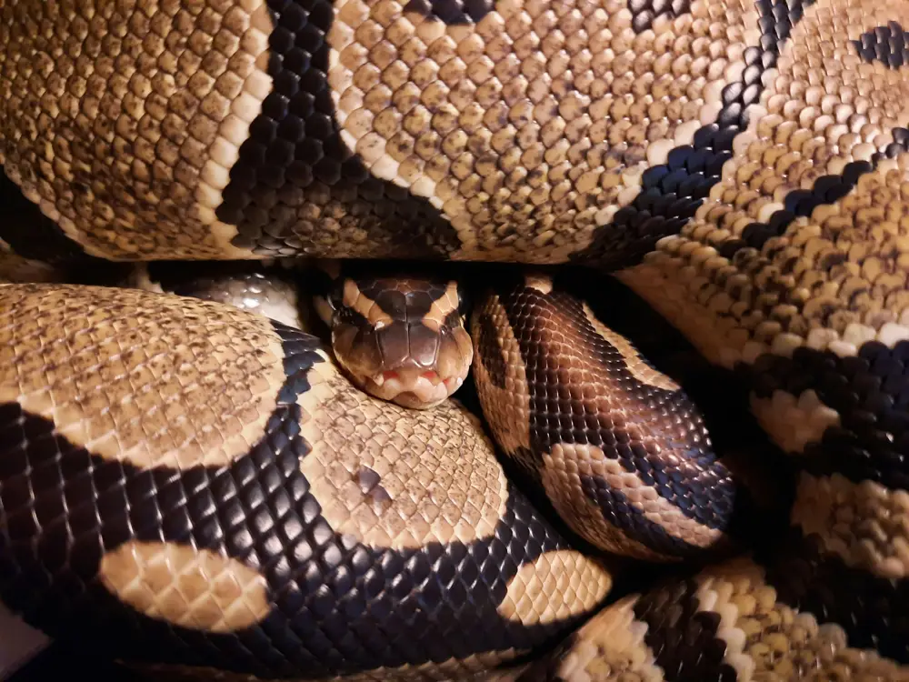 Ball Python health check