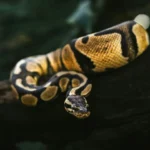 Ball Python curled up in a defensive ball position