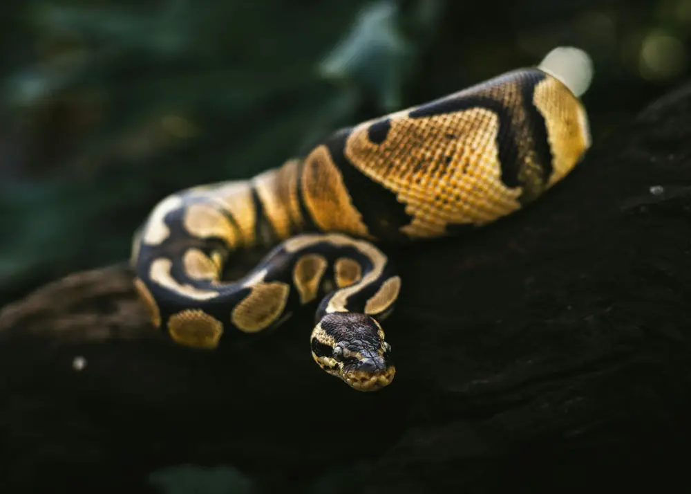 Ball Python curled up in a defensive ball position