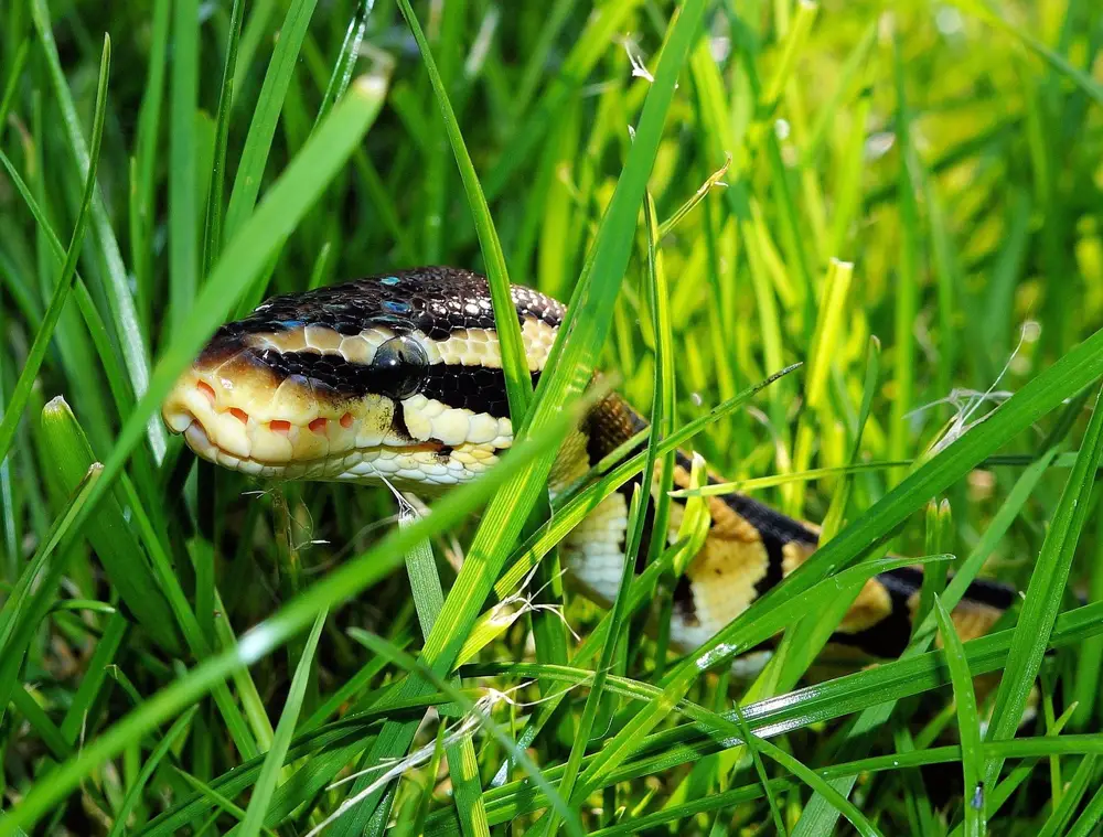Ball Python in natural habitat