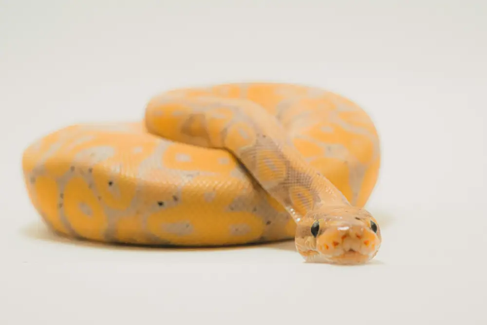 Ball Python coil pattern and scales