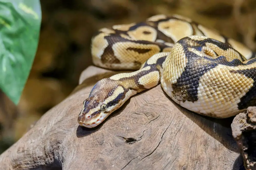 Ball Python curled up in defensive position