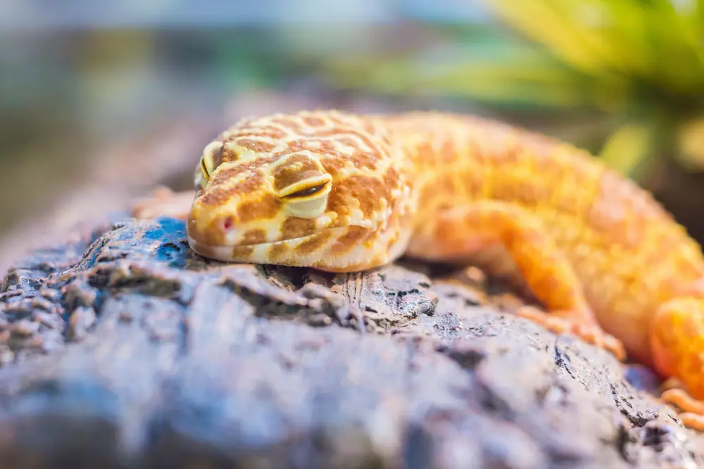 Beginner reptile species