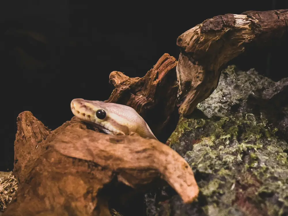 Common reptile care mistakes
