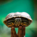 Reptile care essentials for first-time owners