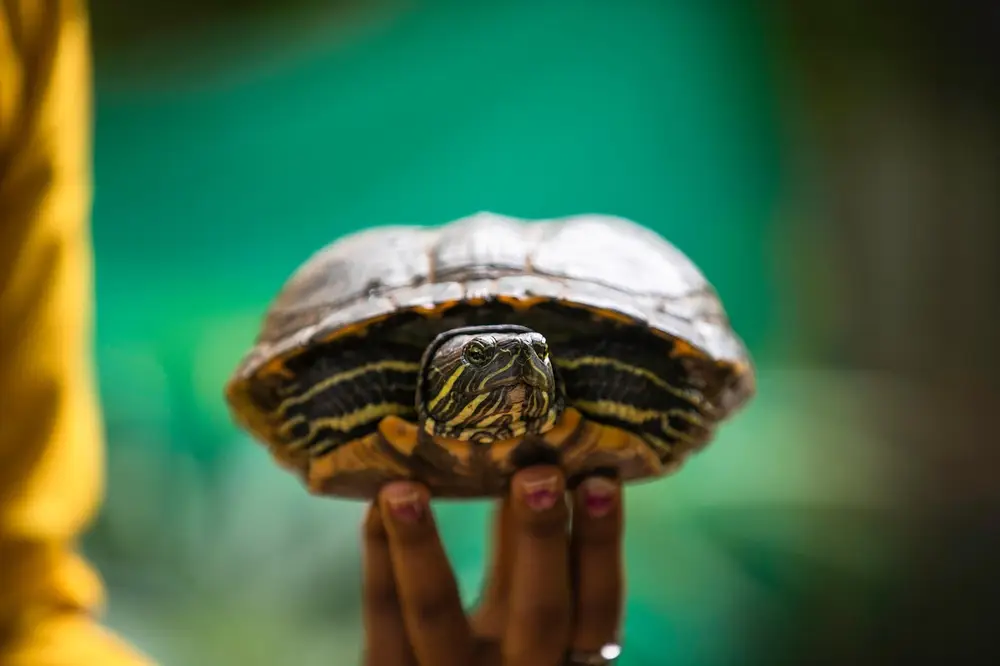 Reptile care essentials for first-time owners