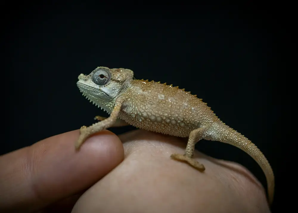 Reptile care essentials