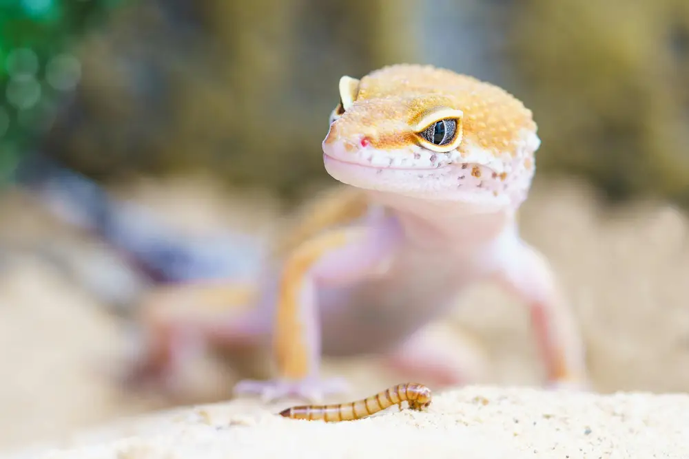 Reptile feeding guidelines