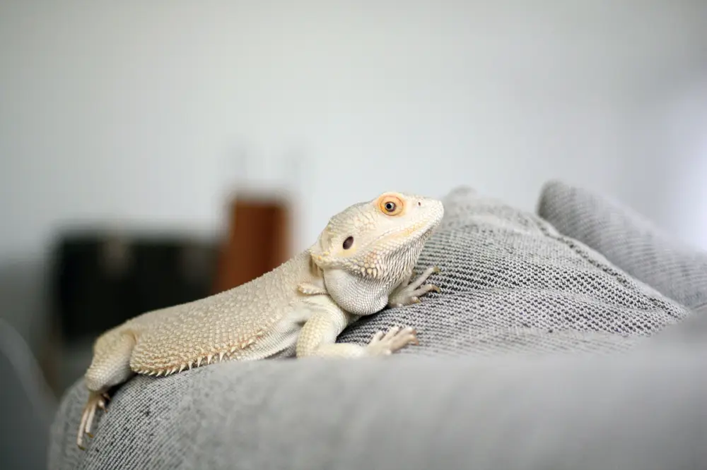 Reptile handling techniques