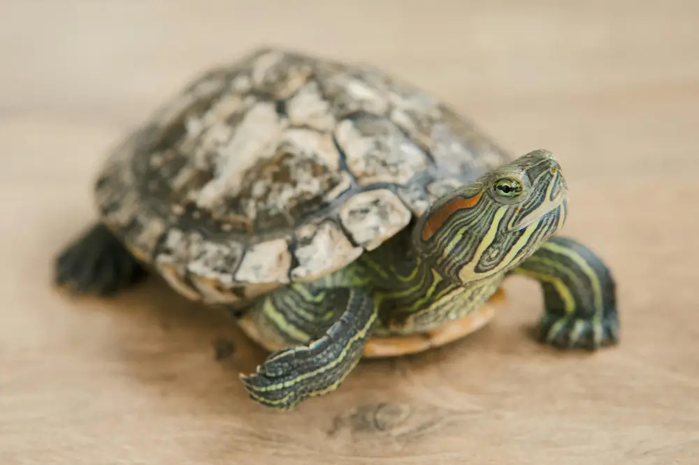 Reptile health monitoring