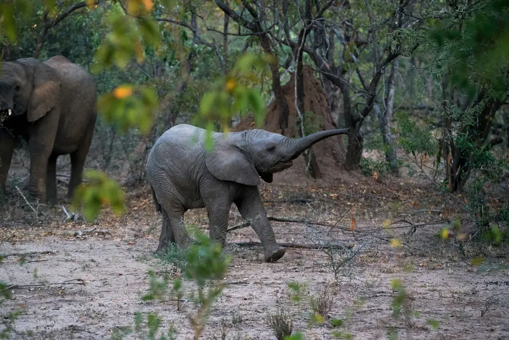 Elephant family in shade
