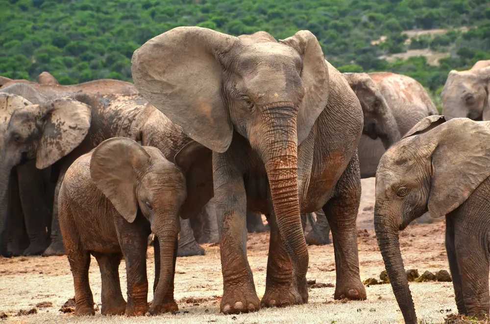 Herd of African elephants