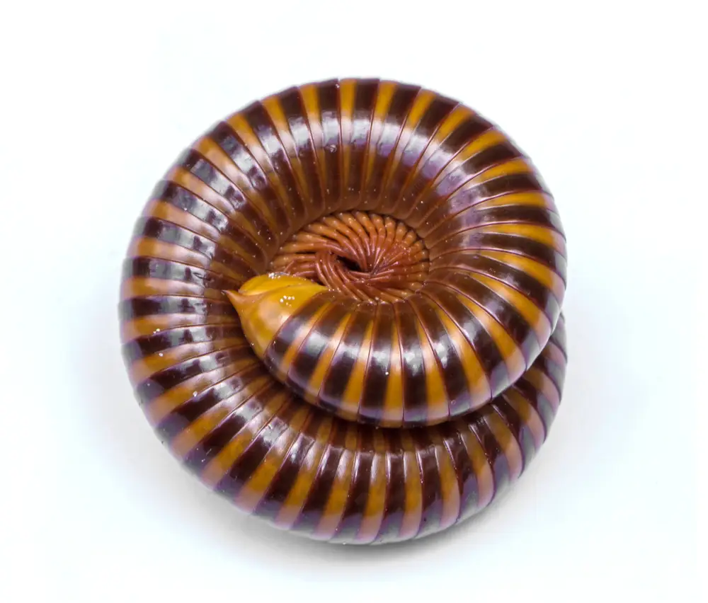 Aquatic caecilian in water — an aquatic Gymnophiona species