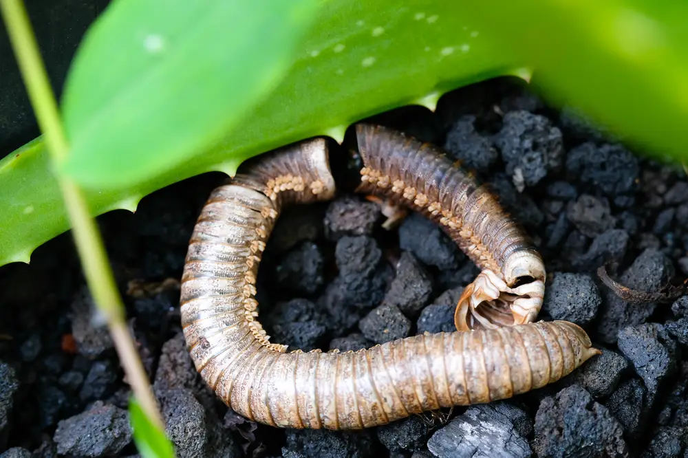 Caecilian in leaf litter — Gymnophiona species in habitat