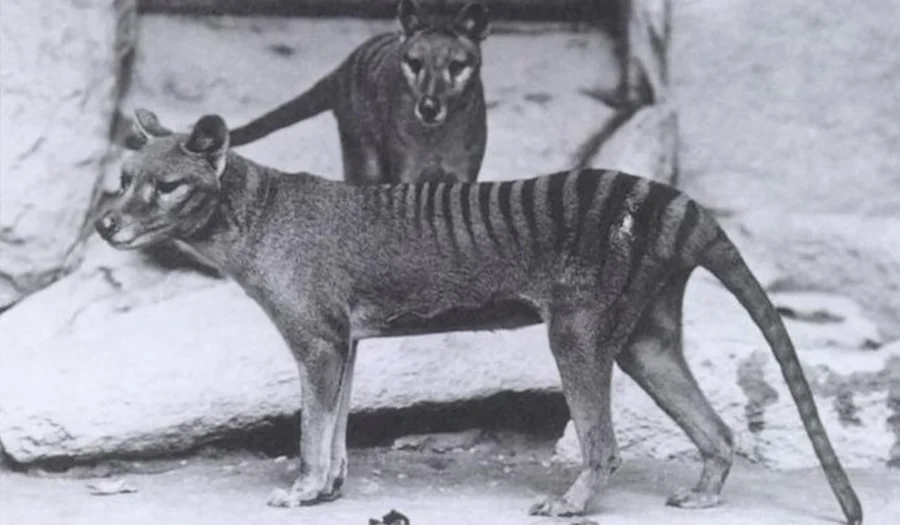 7 Animals That Have Gone Extinct in the Last Century