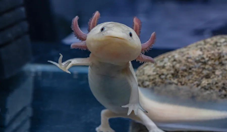 Axolotls: The Enchanting Salamanders of Mexico