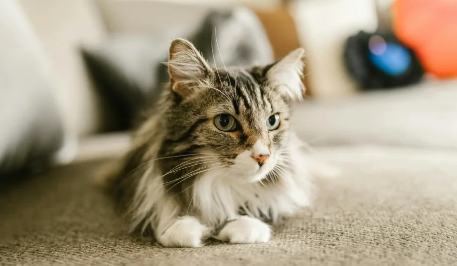 10 Gorgeous Cat Breeds Around the World