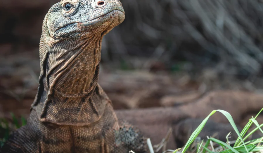 Komodo Dragon: The World’s Largest Lizard in 5 Parts