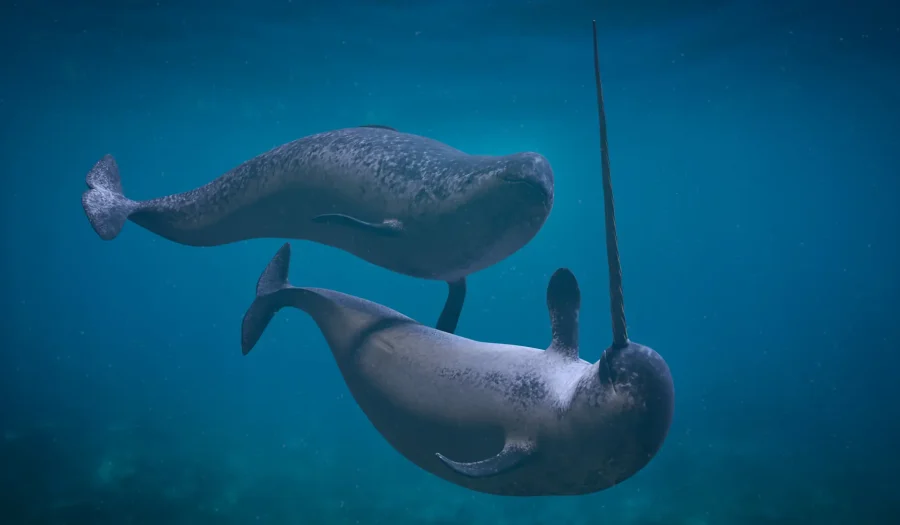 Narwhals: The Unicorns of the Sea