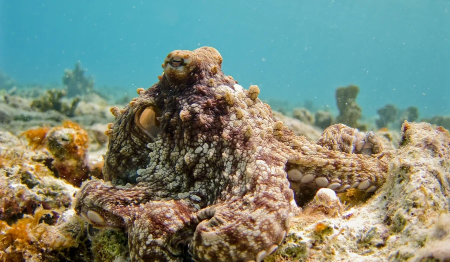 Marine Marvels: 10 Fascinating Octopus Facts