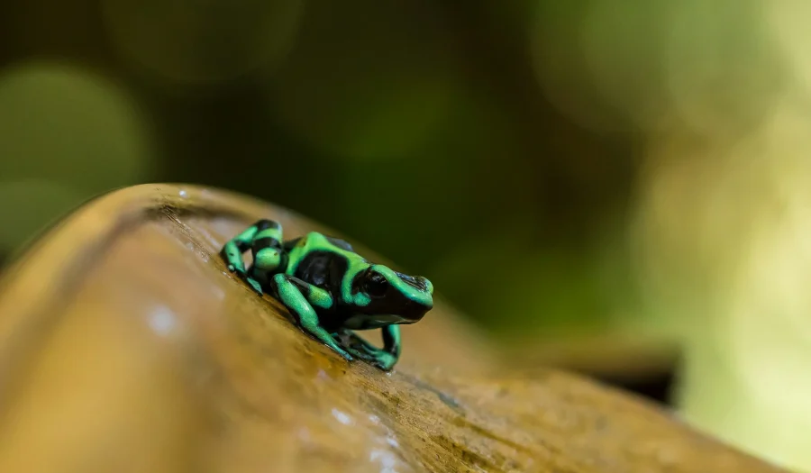 World’s 10 Most Venomous Animals: From Scorpions to Poison Dart Frogs