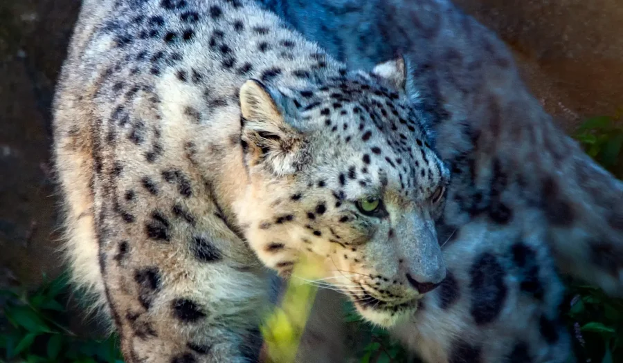 Majestic Snow Leopards: Only 4000 Left!