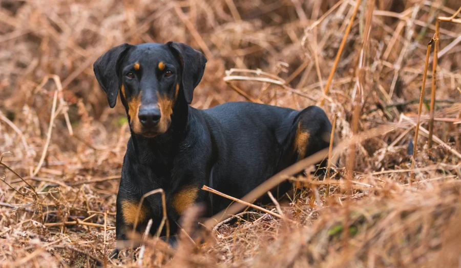 Doberman Pinschers 101: A Comprehensive Guide to their Origins and Traits