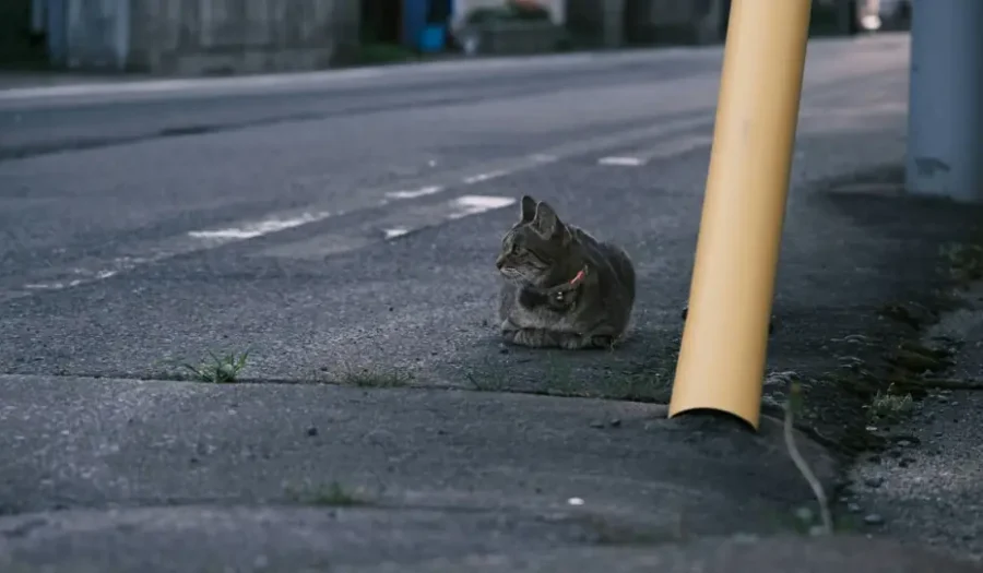 Urban Wildlife: Thriving in the Concrete Jungle