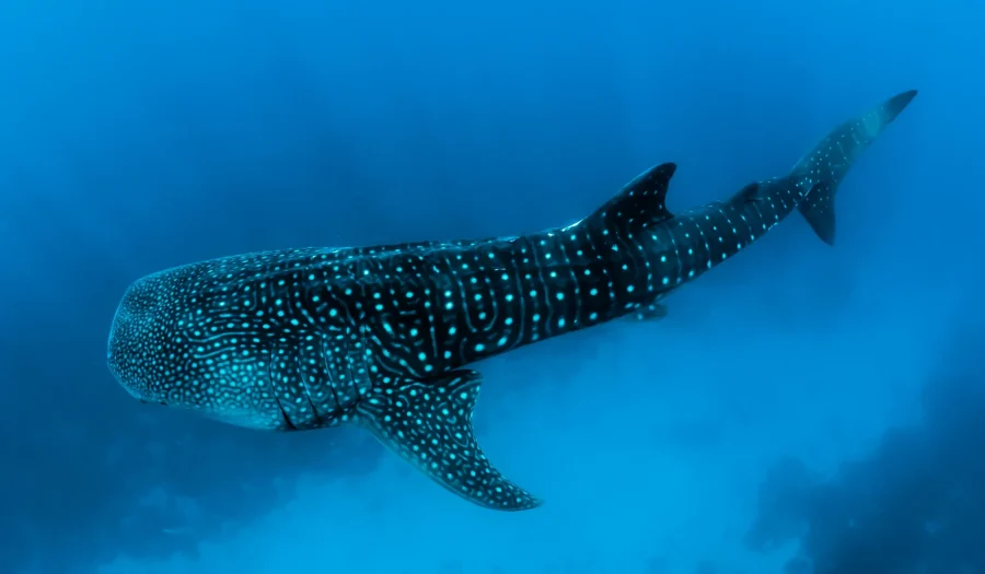 Whale Sharks: 40ft Giants of the Oceans!