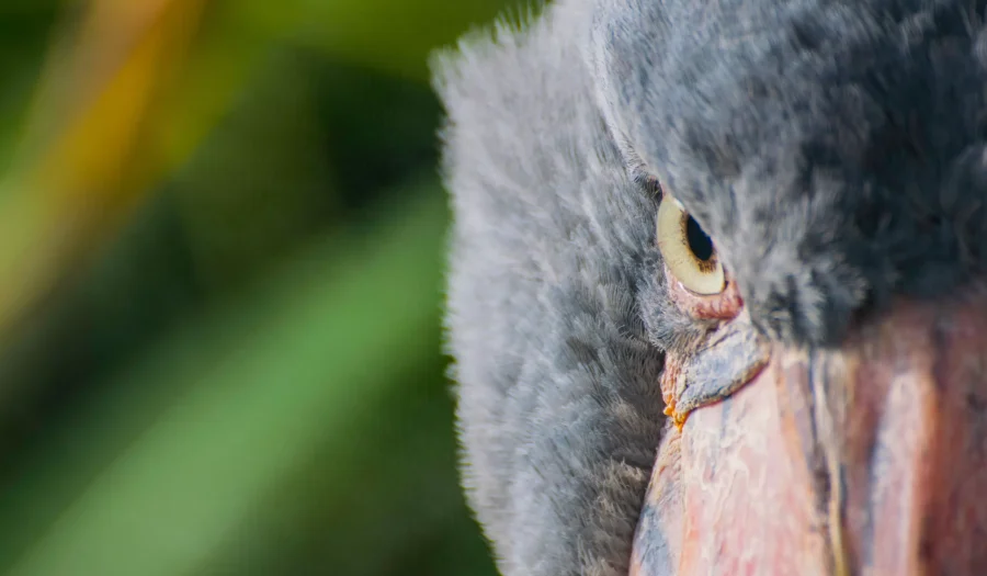 Shoebills: These Magnificent Birds Hunt Crocodiles and Live up to 50 years!